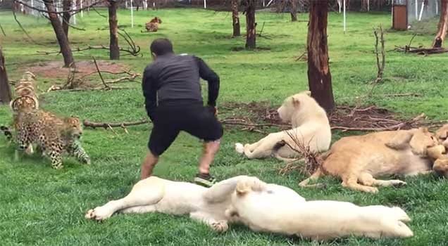 Source: Black Jaguar White Tiger Foundation/YouTube