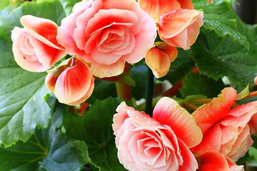 Source: powerscourtgardenpavilion.com