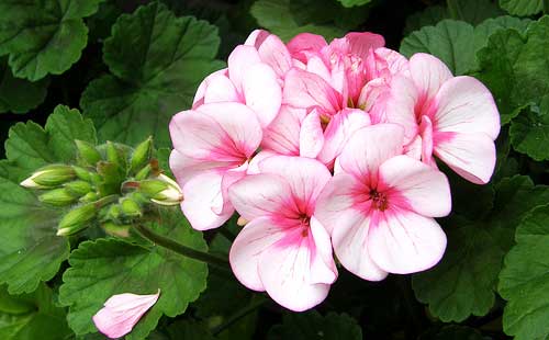 Source: GreenGardenista.com