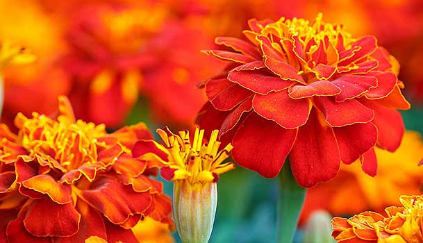 Source: StyleCraze.com