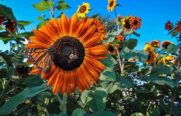 Source: RareSeeds.com