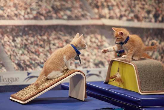 Source: Kitten Summer Games/APC13.com