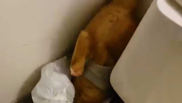 Cat Was Staring at the Garbage Can, Now His Owner Knows Why