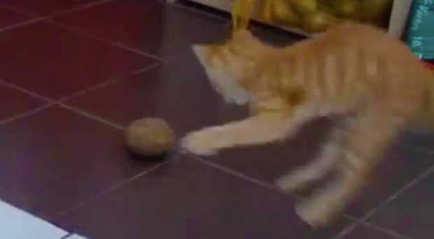 Playful Kitten Is Mesmerized by Amazing Potato