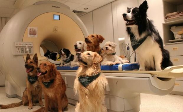 Scientists: Our Dogs Understand What We’re Saying