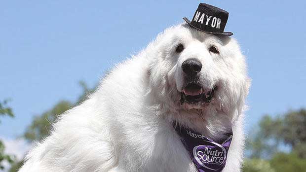 Great Pyrenees Elected Mayor of Minnesota Town for Third Year in a Row