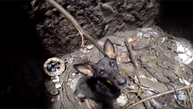 Source: YouTube/Animal Aid Unlimited, India