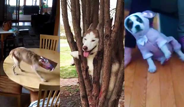 18 Dogs Who Have a Serious Case of the Mondays to Help Get Rid of Your Monday Blues