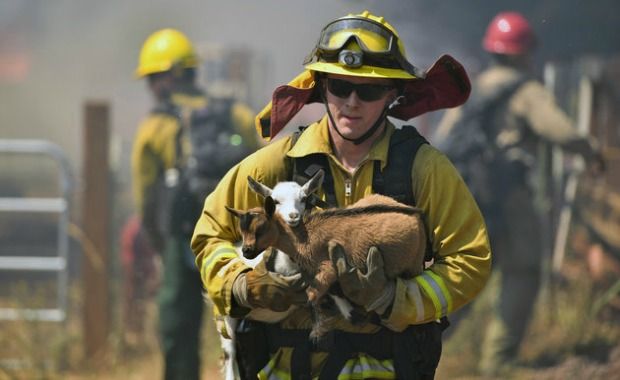 Firefighters and Photographer Save Goats Trapped in California Wildfire