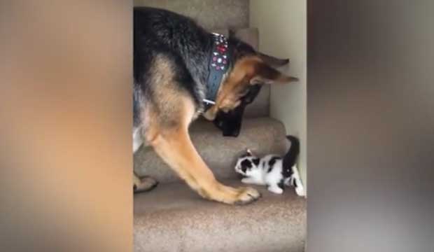 Foster Kitten Gets Help Up the Stairs From German Shepherd ‘Mama’