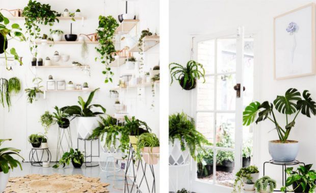 IVYMUSE_SHOP_HP_1024x1024