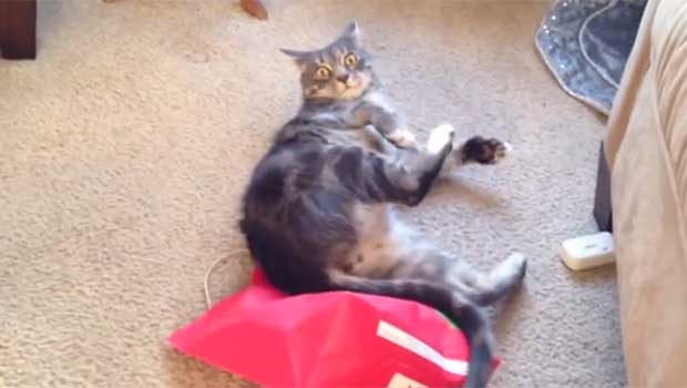 5 Cats Who Are Having a Horrible #InternationalCatDay