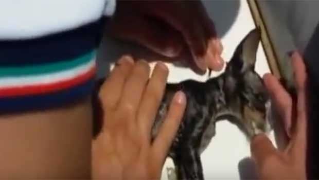 Nearly Drowned Kitten Is Saved by Italian Coast Guard
