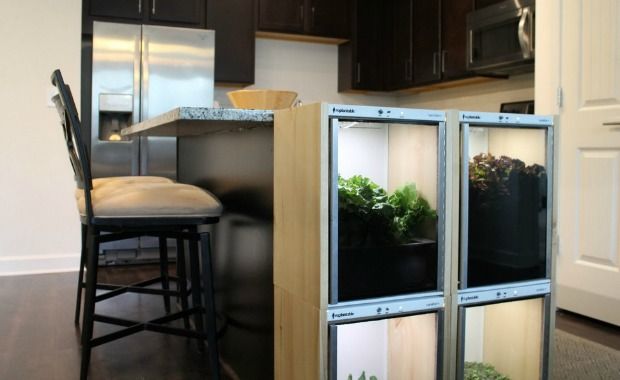 Grow a Tiny Farm Right in Your Kitchen