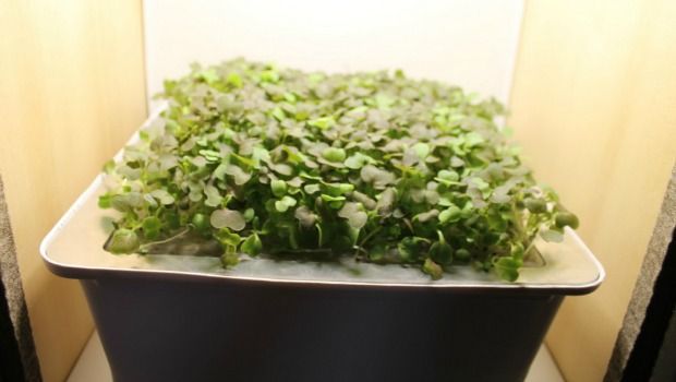 Source: www.replantable.com