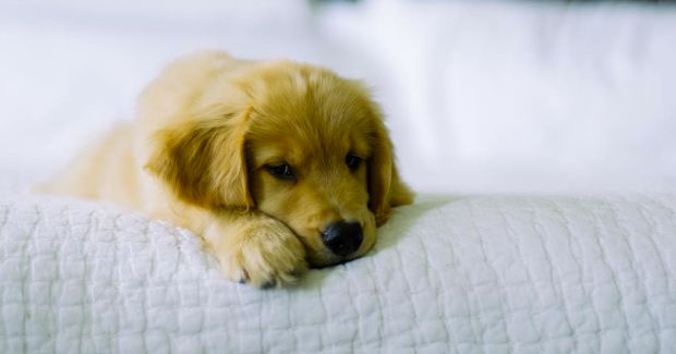 Source: ollievuesomuch