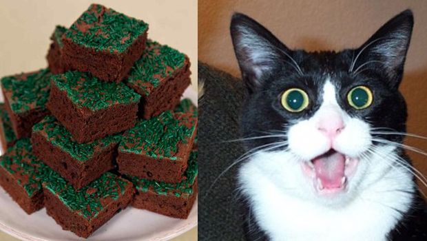 Police: Dad Insults Family Cat After Accidentally Eating Pot Brownies