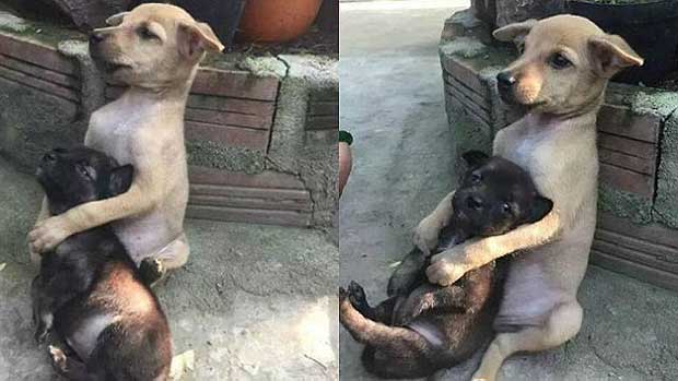 Two Puppies Found Terrified, Hugging One Another Adopted by Buddhist Nuns