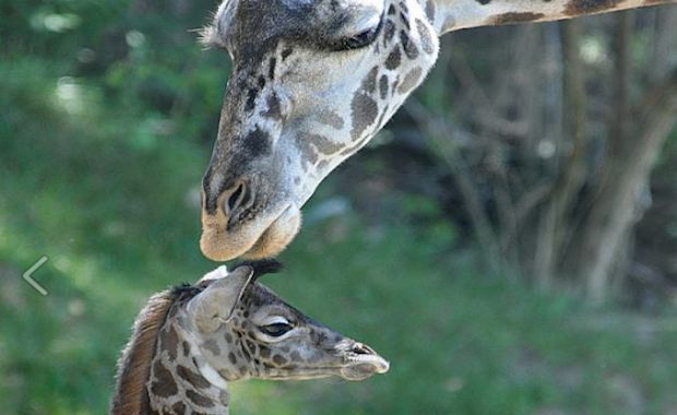 Watch This Newborn Giraffe Learn to Walk at the Cincinnati Zoo