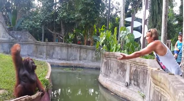 Watch an Orangutan Make a Clever Trade With a Human