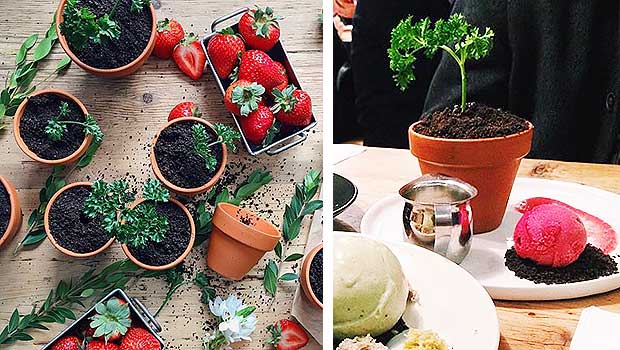 This Plant Is Actually an Edible Dessert and Gardeners Will Love It