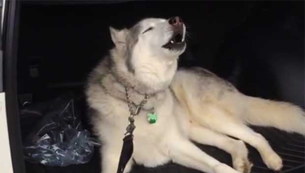 Husky Loves That New Car Smell So Much He Throws Tantrum Refusing to Leave Seat