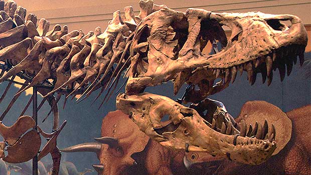 Burke Museum of Natural History Welcomes Rare 2,500-Pound Dinosaur Skull