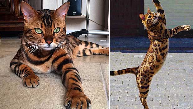 This House Cat Looks Like a Leopard and We Can’t Get Enough