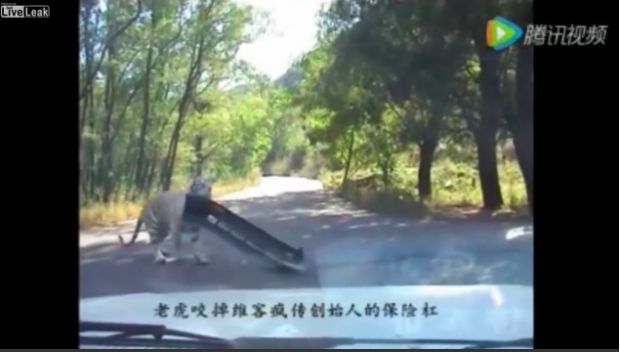 Tiger Cares Not for Your Car, Casually Steals Bumper