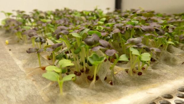 Source: www.replantable.com