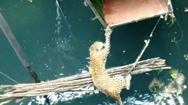 Watch These Villagers Help Rescue a Drowning Leopard