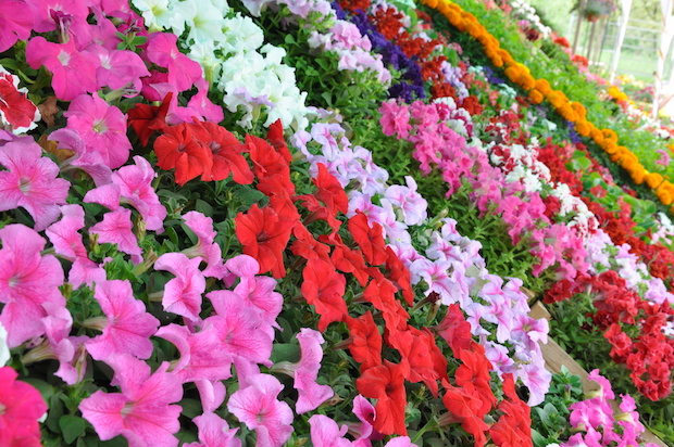 Courtesy Eliteamofla