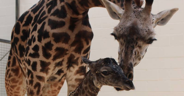 Source: Cincinnati Zoo