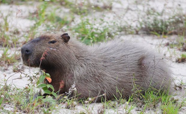 Capybaras Have Taken Over Olympic Golf Courses in Rio and They’re Too Cute