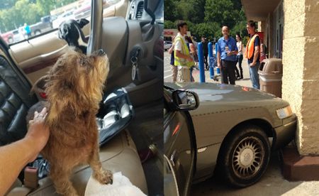 Watch These Dogs Stuck in a Car Drive Right Into a Walmart