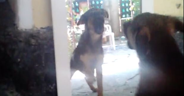Super Adorable Dog Cannot Figure Out That It Is His Own Reflection in the Mirror