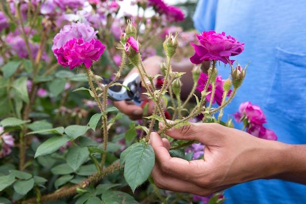 Source: Gardener's World