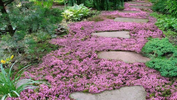 The Best Flowering Ground Cover Plants to Beautify Your Garden - Your