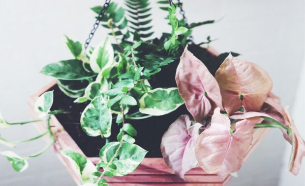 Repurposed Hexagon Hanging Planter