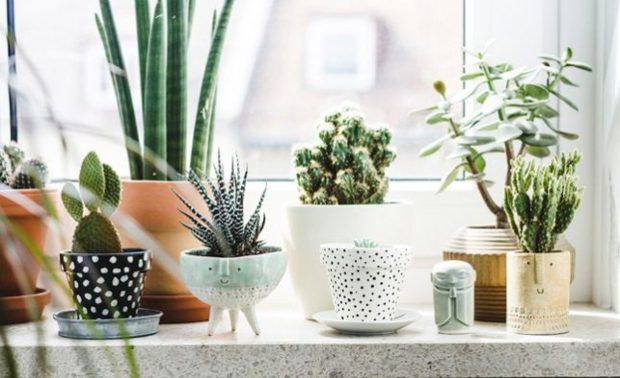 home-decor-indoor-plants