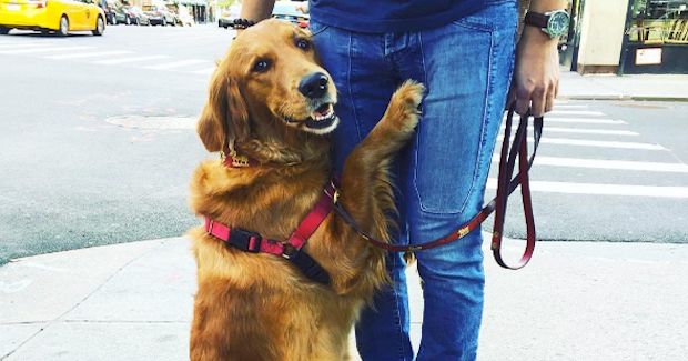 Meet Louboutina, the Friendliest Dog Giving Out Hugs Around New York City