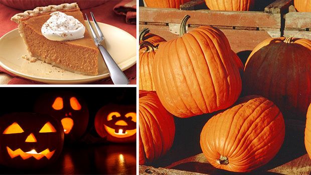 How to Grow the Perfect Pumpkin for Fall
