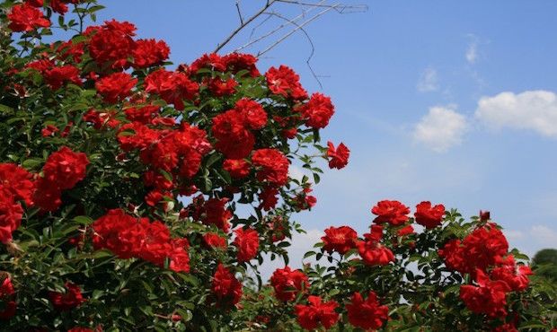 How to Grow a Beautiful and Healthy Rosebush
