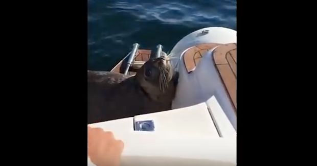 Source: kirk fraser YouTube