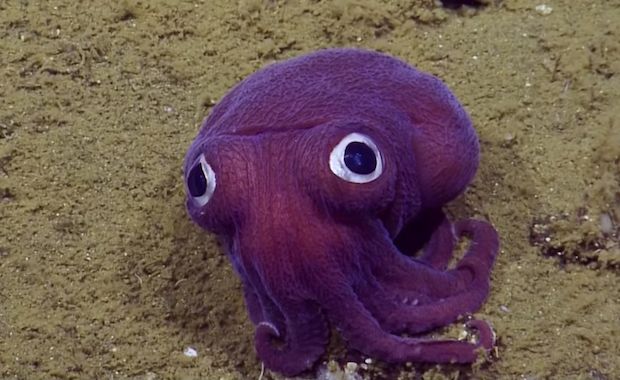Researchers Discover Googly Eyed Squid in the Pacific Ocean