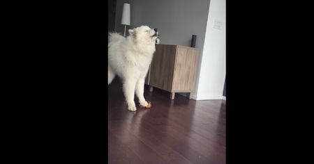 This Dog Sings Along With Her Favorite Squeaky Toy, but Only if Nobody Is Watching