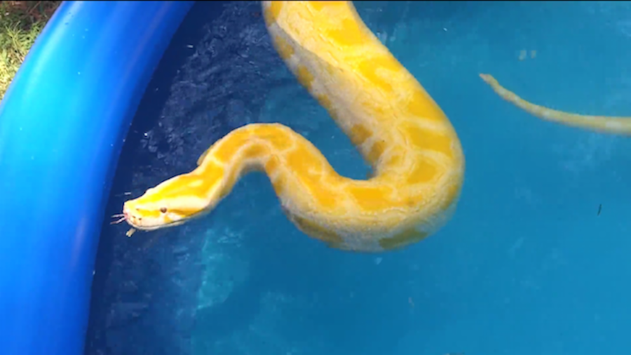 Python2