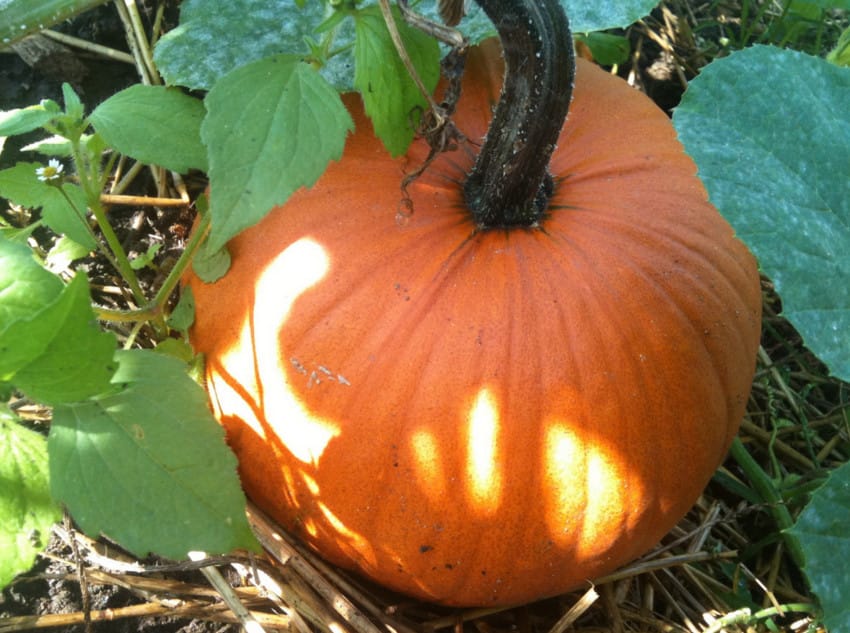 pumpkin1
