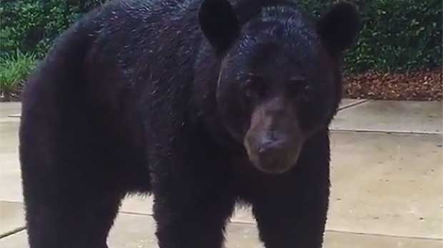 Source: Rumble/ViralHog