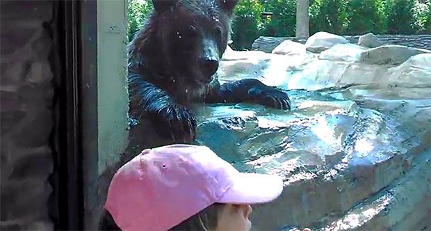 Girl and Bear Play Zoo Hide & Seek, a.k.a. ‘I’d Eat You If This Glass Weren’t Here’